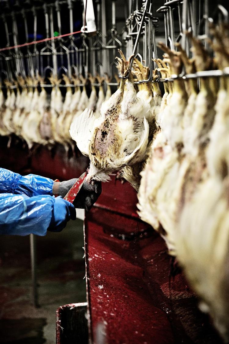 Halal. Når imamer fremsiger bønner over eksempelvis kyllinger, der skal slagtes, er ordene den eneste forskel fra en konventionel dansk slagtning. Halal-debatten handler mere om kultur end dyrevelfærd eller religion, skriver filosof. 