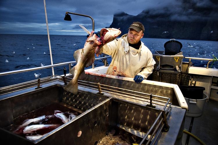 STRAFFET. De færøske silde- og makrelfiskere kan fremover ikke eksportere deres fangst til EU. 