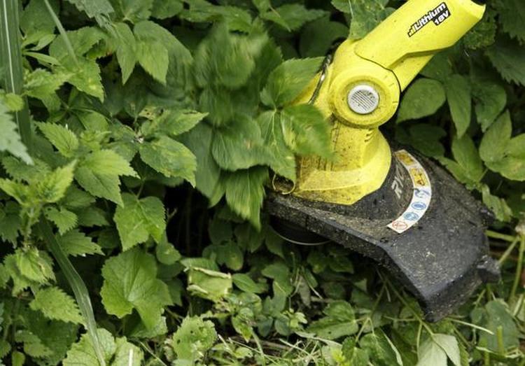 ukrudtsbekæmper. Den kraftfulde trimmer fra Ryobi er en fornøjelse at arbejde med, mener gartner og planteskoleejer Poul Petersen. Er man træt af skvalderkål, anbefaler han, at man giver ukrudtet en ordentligt overhaling med en græstrimmer. 