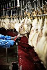 Halal. Kyllinger halal-slagtes på Danpo  i Nordjylland. 