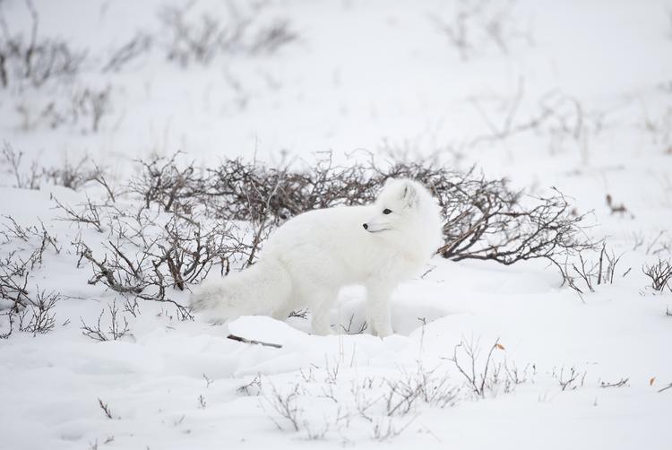 truet. Klimaet er ved at ændre sig drastisk i Arktis, til skade for områdets truede dyr. 