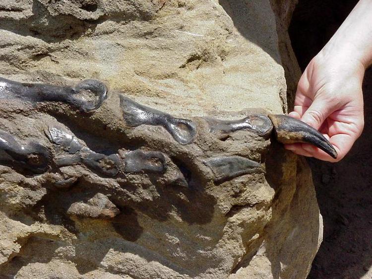 Usikkert. De to skeletter stammer muligvis fra to nye slags dinosaurer: en form for dværg-Tyrannosaurus rex, og en nær slægtning til den trehornede Triceratops. 