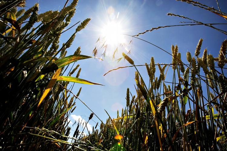 I dag må de danske landmænd kun gødske med 85 kilo, når der er brug for 100 kilo, og det er hovedårsagen til, at så lidt hvedemel har dansk oprindelse, lyder det fra landbrugets organisation, Landbrug &amp; Fødevarer. 