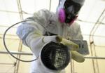 Radioaktiv. Grundvand fra det havererede atomkraftværk i Fukushima siver ud i Stillehavet. 