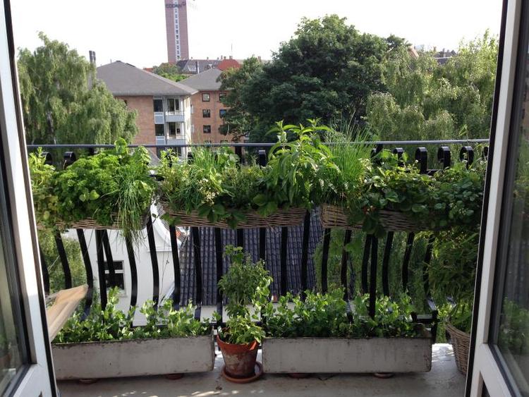 Urter. Alt på Vibeke Thomsens altan på Frederiksberg er spiseligt, på nær tre bambusser og det roser dommerne. 