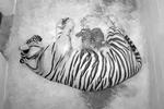 sumatratiger