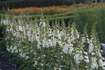 Enårig. Digitalis, fingerbøl, er toårige og blomstrer normalt i juni, men der er fremkommet nye typer, som blomstrer samme år, de er sået. Disse blev sået i marts og blomstrer nu på det smukkeste. 