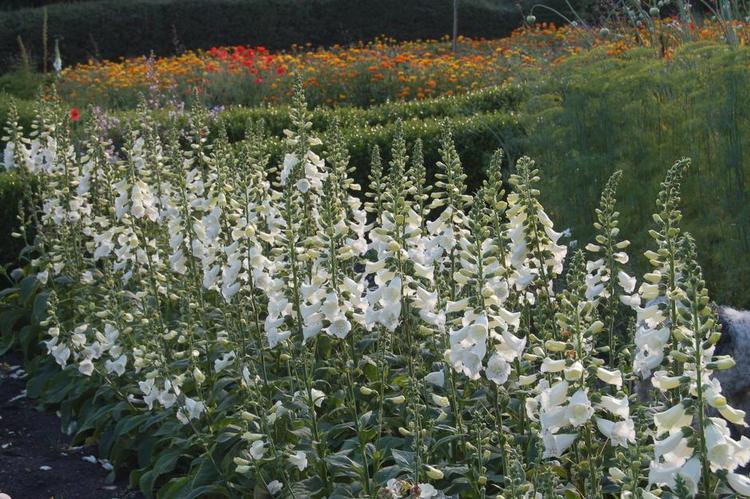 Enårig. Digitalis, fingerbøl, er toårige og blomstrer normalt i juni, men der er fremkommet nye typer, som blomstrer samme år, de er sået. Disse blev sået i marts og blomstrer nu på det smukkeste. 