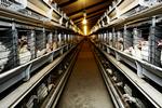 holdninger. 62 procent af kvinderne og 46 procent af mændene svarer i en undersøgelse, at de ønsker buræg fjernet fra butikkerne for at undgå at blive fristet af billigere æg, når de køber ind. 