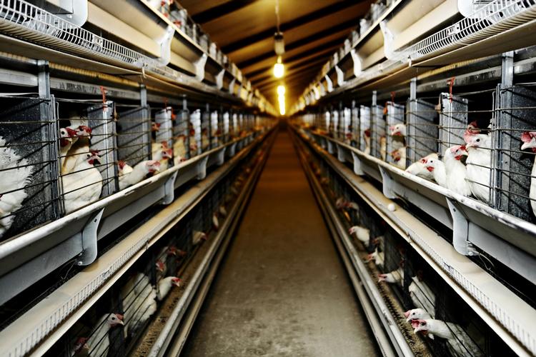 holdninger. 62 procent af kvinderne og 46 procent af mændene svarer i en undersøgelse, at de ønsker buræg fjernet fra butikkerne for at undgå at blive fristet af billigere æg, når de køber ind. 