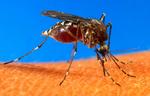 Optimisme. Kun tre ud af de 15 testpersoner, der havde fået en høj dosis af forsøgtsvaccinen, udviklede malaria. 