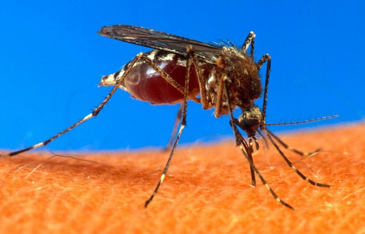 Optimisme. Kun tre ud af de 15 testpersoner, der havde fået en høj dosis af forsøgtsvaccinen, udviklede malaria. 