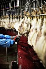 Danpo er Danmarks mest effektive slagteri