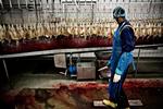 Halal. Dansk Supermarked overvejer mulighederne for et mærke på halal-slagtet kød. 