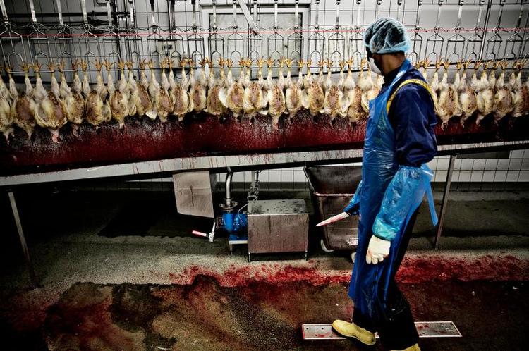 Halal. Dansk Supermarked overvejer mulighederne for et mærke på halal-slagtet kød. 