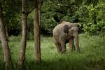 Uden turistindtægterne i Thailand kan ejerne ikke tage sig af elefanterne, som nu lider af sult på grund af coronakrisen. 