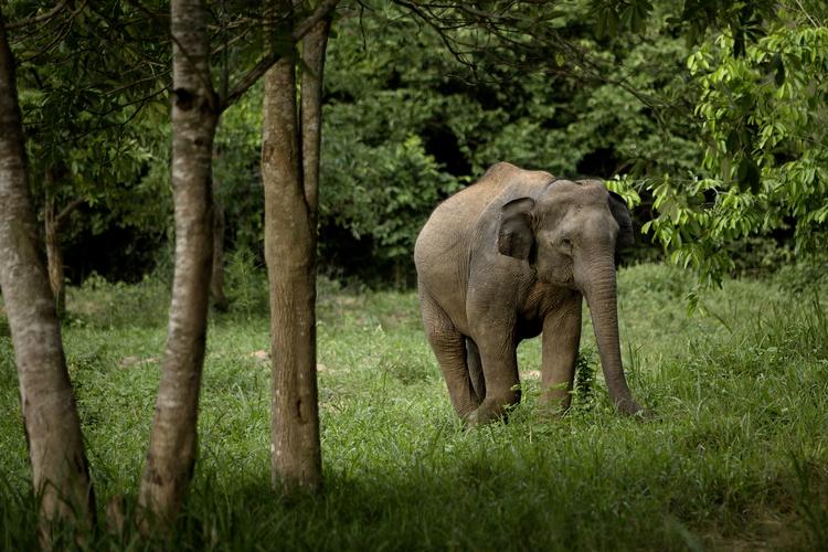 Uden turistindtægterne i Thailand kan ejerne ikke tage sig af elefanterne, som nu lider af sult på grund af coronakrisen. 