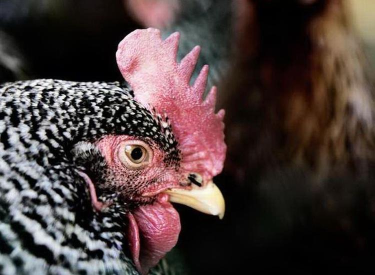 Hønseejere. Flere unge københavnerfamilier erhverver sig høns i bagghaven. Hønsene producerer friske økologiske æg, gøder haven, men er også hyggelige som kæledyr for mindre børn. 