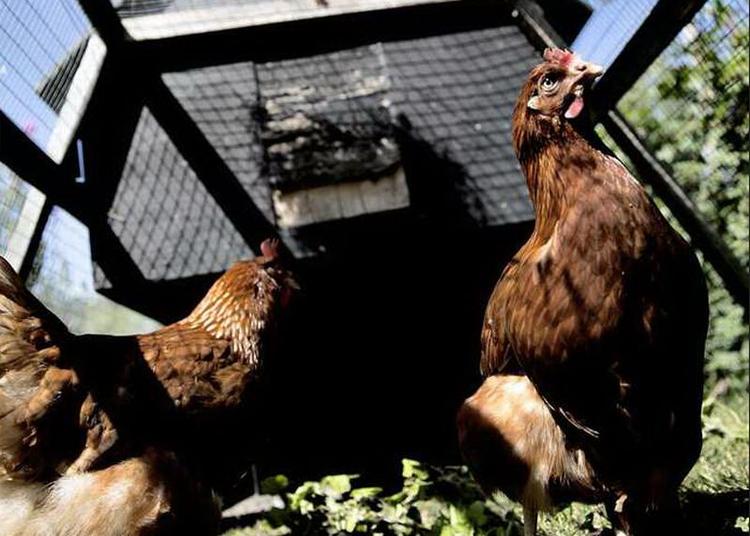 Ædedolke. Mette Windfelds lånehøns bor i en hønsefræser, som er et mobilt hønsehus og bur. Hønsene æder affald fra køkken og have. De elsker også ribs, og Mette Windfeld lægger nogle bær klar, så forbipasserende børn i kolonihaveforeningen kan fodre hønsene. 