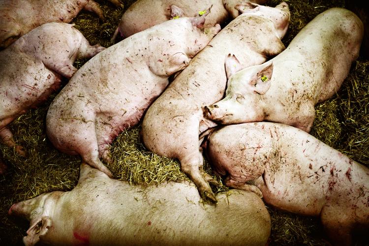 Svin. Heller ikke i går bekymrede svinene på Michael Nielsens bedrift i Slangerup sig om de resistente bakterier, der er et resultat af antibiotikaforbrug i blandt andet landbruget. Men det gør myndighederne. Foto: 