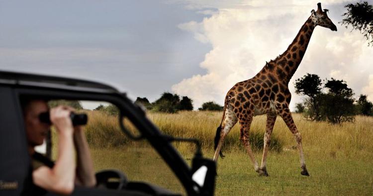 Nationalparken Murchison Falls National Park i Uganda. 