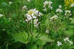 Velsmagende. Løgkarse som den tager sig ud i det grønne forår – man kan spise både blade og blomster. I august kan man høste plantens frø, der har sennepsagtig smag. Det vidste vore stenalderforfædre, og de kom gerne et drys løgkarsefrø i fiskesuppen. 
