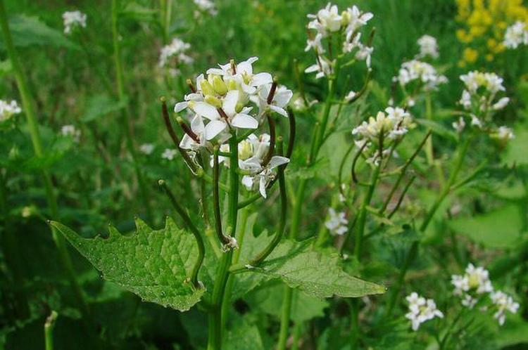 Velsmagende. Løgkarse som den tager sig ud i det grønne forår – man kan spise både blade og blomster. I august kan man høste plantens frø, der har sennepsagtig smag. Det vidste vore stenalderforfædre, og de kom gerne et drys løgkarsefrø i fiskesuppen. 