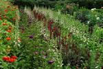 Snorlige. Sådan ser mit fineste blomsterbed ud nu. Lange, snorlige rækker af alt muligt i alle mulige farver. Men det er fingerbøllerne, der dominerer, og de blev plantet ved et tilfælde. En overskudshandling. Rækkerne står så tæt, at man ikke kan se jorden, og ukrudt har ikke en chance. 
