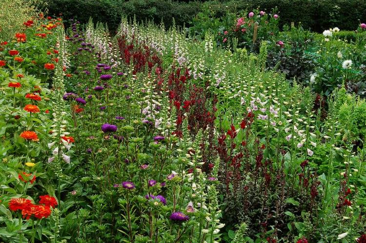 Snorlige. Sådan ser mit fineste blomsterbed ud nu. Lange, snorlige rækker af alt muligt i alle mulige farver. Men det er fingerbøllerne, der dominerer, og de blev plantet ved et tilfælde. En overskudshandling. Rækkerne står så tæt, at man ikke kan se jorden, og ukrudt har ikke en chance. 