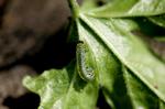 Harmløs. Kållarver kan bekæmpes med et biologisk middel. Arkivfoto: Sara Galbiati 