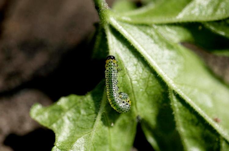 Harmløs. Kållarver kan bekæmpes med et biologisk middel. Arkivfoto: Sara Galbiati 