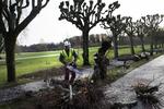 Dødsfald. Fire danskere er i år døde under træfældning. 