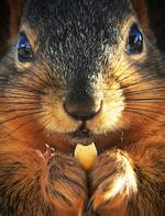 Squirrel Snack
