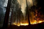 Ukontrolleret. Branden er startet i nationalparken Stanislaus, der ligger små 200 kilometer fra nationalparken Yosemite. 