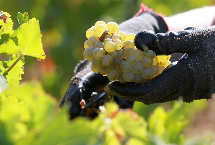 Bordeaux. Den stærkt stigende eksport af vin og cognac til blandt andet det kinesiske og det russiske marked har skærpet interessen for franske vinslotte hos en ny type købere med mange penge på lommen 