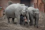 Fødsel. Tilbage i marts havde Københavns Zoo også en elefantfødsel. Dengang gik det hele godt. 