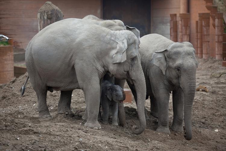 Fødsel. Tilbage i marts havde Københavns Zoo også en elefantfødsel. Dengang gik det hele godt. 