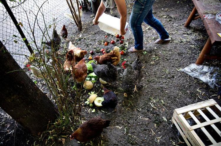 Overskudsgrønt. De fjerklædte beboere i hønsegården på Nørrebro spiser blandt andet usælgelige rester fra to af kvarterets grønthandlere. Vil man have friske æg, koster det en omgang hønsepasning. De frækkeste børn i gården kan dog være heldige og få et par æg af gårdmadamme Mette Lise Kappel. 