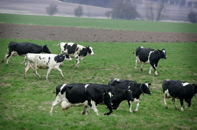 Billigt. Kun mælkeproducenterne har det lidt svært fordi mælkepriserne stadig er lave. 