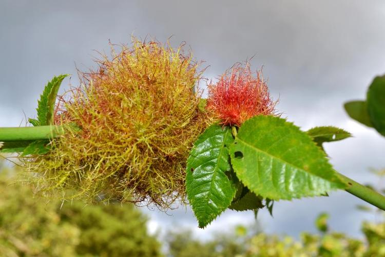 Galle. Rosens gevækst har et fint navn: bedeguar. 