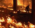 BRÆNDT. Flammerne har forvandlet 900 kvadratkilometer land til aske og fortæret store områder af nationalparken Yosemite, der er en af vestkyststatens store turistattraktioner. - Foto: 