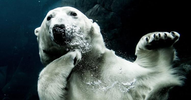 Tip. Stem på mig - hvor kan man som rejsende besøge de bedste zoos? 