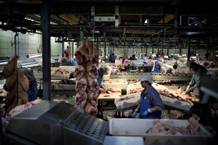 usædvanligt. Tillidsmændene ved Danish Crown har taget initiativ til et usædvanligt forslag om, at de ansatte putter noget af deres løn eller pensionspenge i en stor fond, som skal investere i produktion af de svin, som de skal leve af at slagte. 