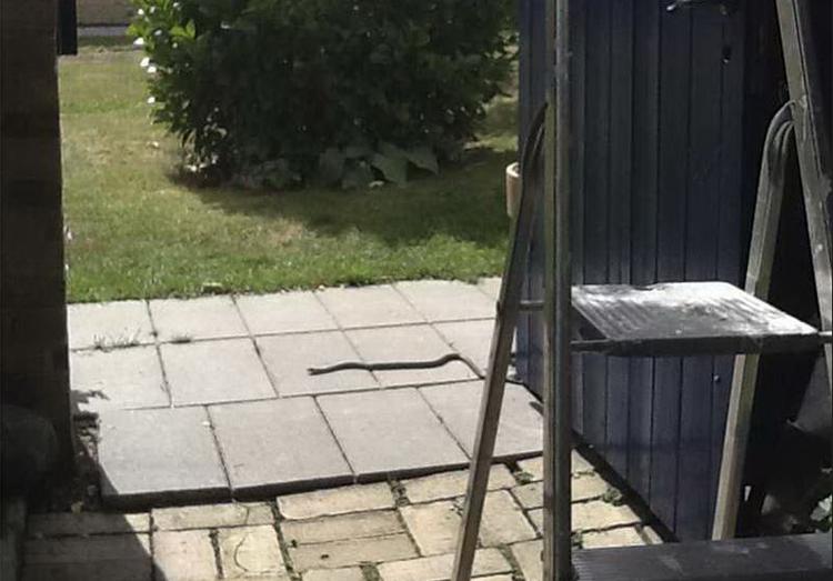 Fanget. Snogen skabte lidt panik hos læseren, men ikke mere end den blev fanget, på vej forbi havedøren. Privatfoto 