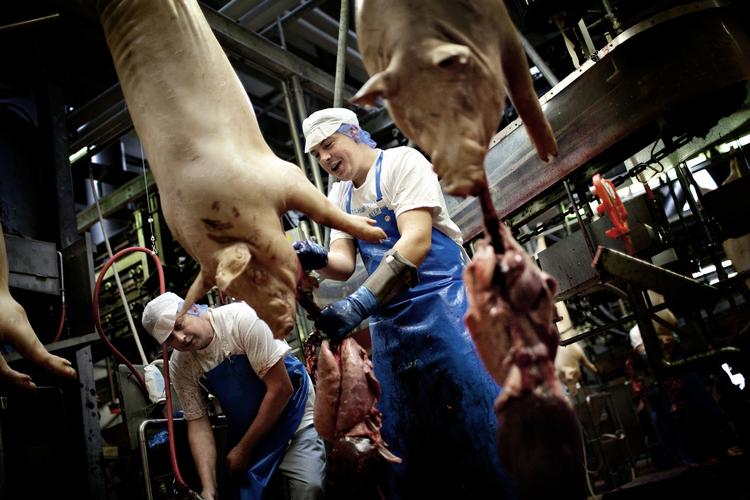 fondstanker. Slagteriarbejderne i Danish Crown skal stemme om, hvorvidt de er villige til at skyde noget af deres løn eller deres pensionsindbetaling i en fond, som skal sikre, at der bliver produceret flere slagtesvin. 