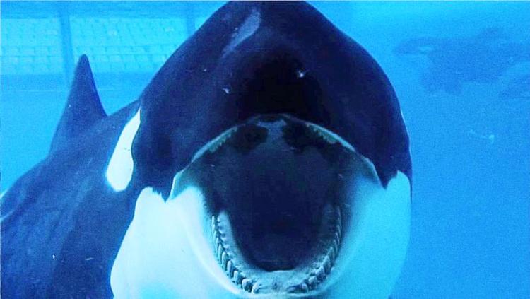 Ven eller hval. Der er over 40 tilfælde, hvor spækhuggere i fangenskab har angrebet mennesker. Ifølge 'Blackfish' skyldes det, at dyrene vantrives. 