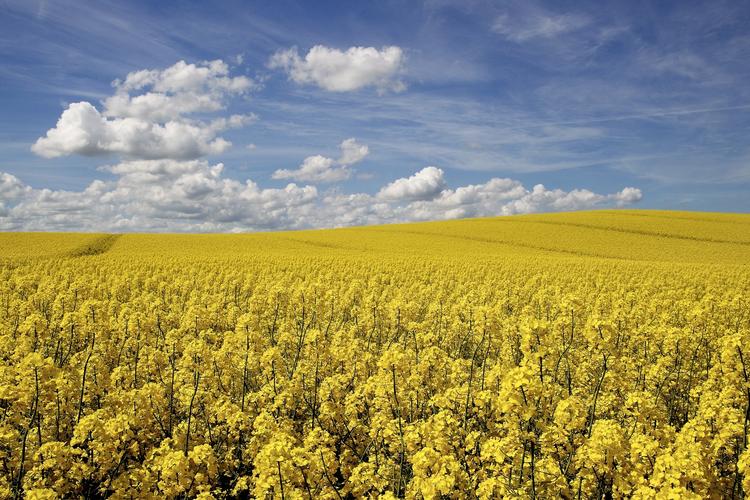 Farveskift. Hvis landmænd sår hvid raps i stedet for gul, kan der spares sprøjtegift, fordi skadelige insekter sværmer mest for gul raps. (Arkivfoto) 