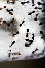 Fællesskab. Myrer accepterer snyltere i kolonien, hvis det beskytter mod andre farer, viser forskning. 
