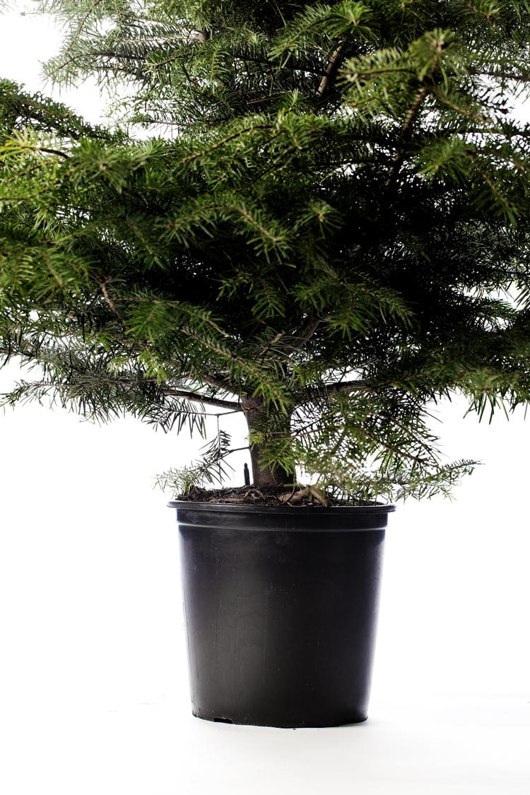 Sygdom. En særlig svampeinfektion truer den danske eksport af juletræer. 