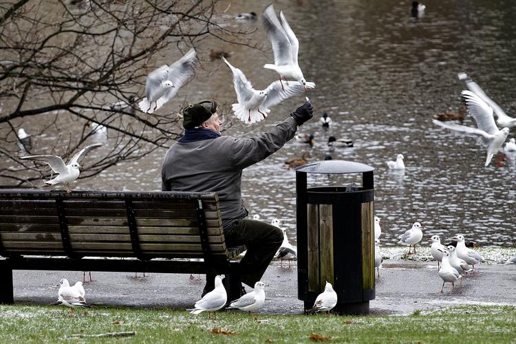 Fugleplage. Mågerne indtager byer. Danmarks Jægerforbund vil have at det skal være nemmere, at rydde ud i uønskede flokke. 